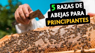 Las 5 MEJORES Razas de Abejas La 4 es La MEJOR Para Apicultura [upl. by Eilyk]