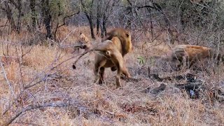 Lions stole kill from Hyenas  Mohawk Avoca Male amp Black Dam Male  27 August 2024 [upl. by Acessej]