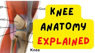 KNEE ANATOMY MADE EASY  BONES CARTILAGE TENDONS AND LIGAMENTS [upl. by Joeann]