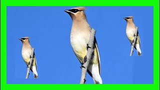 Cedar Waxwing Bird Song Call Chirp Sound Voice  Ampelis Americano Canto  Bombycilla Cedrorum [upl. by Ivzt220]