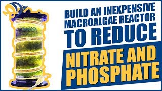 Build an inexpensive Macroalgae Reactor to reduce Nitrate and Phosphate [upl. by Swithbart]