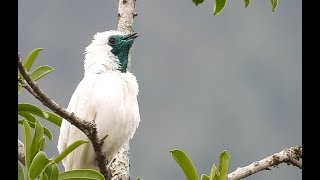 O canto da araponga  The song of Barethroated Bellbird Procnias nudicollis [upl. by Arabela]