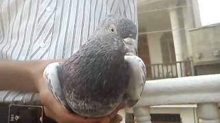 Masakali  Pigeon Shits Funniest Moment Funny Bird [upl. by Cawley]