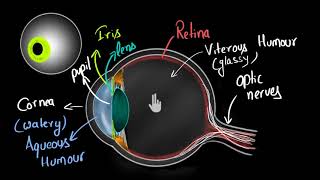 Structure of human eye Hindi  Human eye and the colourful world  Physics  Khan Academy [upl. by Burgwell]