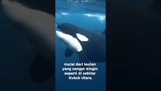 Orcinus orca atau Paus Pembunuh shortvideo shorts hewanunik keunikanhewan animals [upl. by Elvis867]