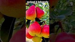 nashpati amp babugosha  original fruit plant nursery  nashpati amp babugosha benefits amp difference [upl. by Megdal]