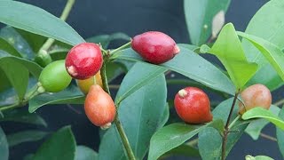 How to Grow Australian Beach Cherry [upl. by Matlick]