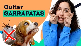 🪲 Cómo QUITAR una GARRAPATA a un PERRO 🩸 [upl. by Cloe470]