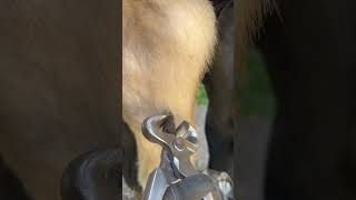 Chestnut trim 🌰 farrier horse asmr [upl. by Evannia]