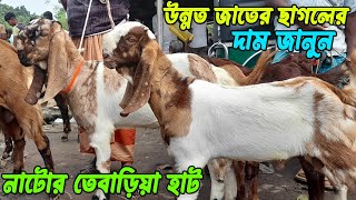 উন্নত জাতের ছাগলের দাম জানুন নাটোর তেবাড়িয়া হাট থেকে। [upl. by Derril297]