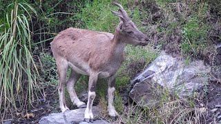 Markhor Grazing on Wild Plants in Chitral Gol National Park  Pakistan Wildlife [upl. by Artemahs]