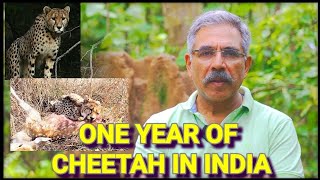 One year of cheetah in india [upl. by Doelling]