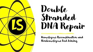 Double Stranded DNA Repair  Homologous Recombination and Nonhomologous End Joining [upl. by Maunsell]