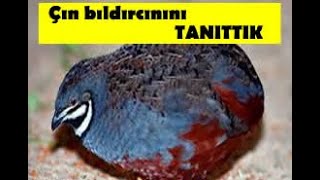 Çin Bıldırcını Tanıtımı [upl. by Nrubloc]