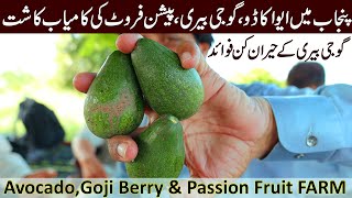 Discovering Pakistans Unexpected Fruit Farm  You Wont Believe Whats Growing [upl. by Slein]