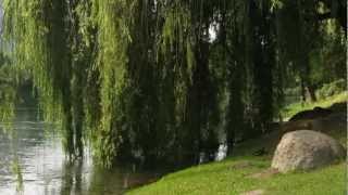 WEEPING WILLOWS PSALM 137 [upl. by Nyletac]