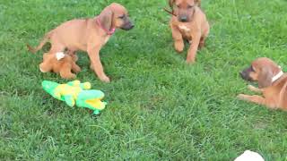 Rhodesian Ridgeback Puppies For Sale [upl. by Lonergan787]