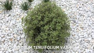 Pittosporum tenuifolium variegata Garden Center online Costa Brava  Girona [upl. by Nadoj]