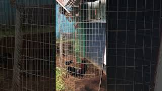 Some big gamefowl in the flypen🐓👌🏽 [upl. by Inaleon]