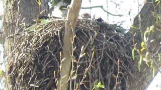 RedTailed Hawks Nesting Renton Wa 7814160 [upl. by Bronder]