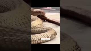 King cobra eating 3 Snakes deadly venomous snakes shorts kingcobra krait kraitsnake venomous [upl. by Idnahk]