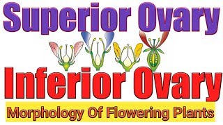 Superior and inferior ovarytrick for hypogynous and epigynous flowerMorphology flowering plants [upl. by Ardella916]