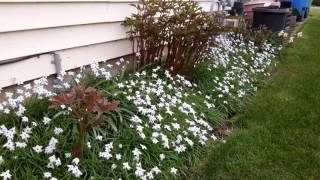 Mystery solved  Ipheion uniflorum  Spring Starflower [upl. by Cirone]