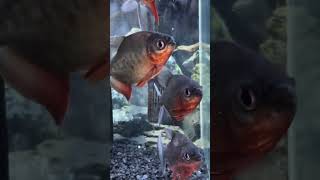 Feeding Aquarium Fish PACU RED BELLY fy fyp fishtank pacufish aquário tropicalfish fishhobby [upl. by Grunberg]