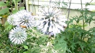 Blue Globe Thistle Echinops ritro [upl. by Tonl]