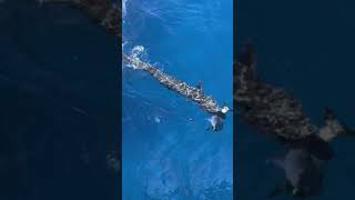 Massive Barracuda Attack [upl. by Pradeep]