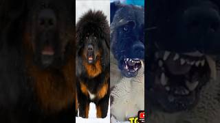 Tibetan mastiff vs kangal kangal face Tibetan mastiff kangal dogs realdog fitdogs gymdog [upl. by Ralyks]