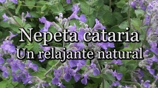 Nepeta Cataria Un relajante natural con Josep Pàmies [upl. by Ready]