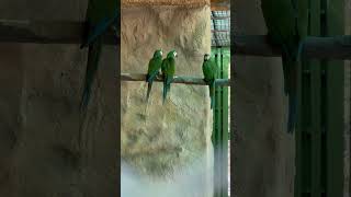 Severe Macaw pair and a male  Mini Macaw severemacaw minimacaw macaw macawbird macawparrots [upl. by Nalym]