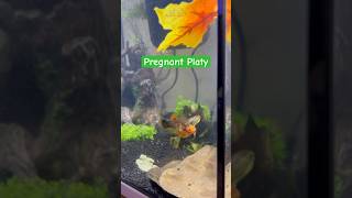 Pregnant Platy [upl. by Beckie]