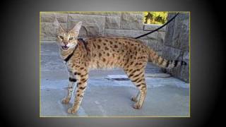 The Worlds Tallest Pet Cat  Walking MAGIC an F1 Savannah cat [upl. by Ynnav]