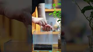 Grow Plant for my Betta Fish Plants bettafish [upl. by Aral]