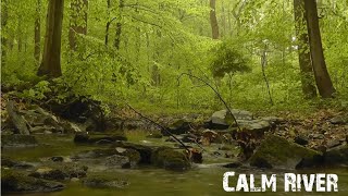 Forest River Nature Sounds  Gentle Stream  Natural Calming Meditation Birdsong Ambience [upl. by Blaze]