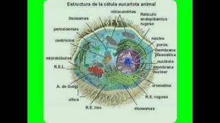 Diapositivas sobre la celula eucariota [upl. by Eliak]