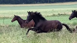 Weideumtriebe der Trakehner in Hämelschenburg [upl. by Oderf]