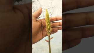 Aloe Vera Flowers gardening aloveplants aloverflowers shorts viralvideo shortsvideo [upl. by Palla]