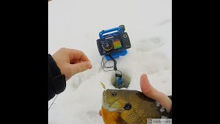 10 Inch Bluegill Ice Fishing With Clam Pinhead Mino [upl. by Ohce290]