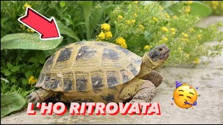 ho RITROVATO la mia TARTARUGA [upl. by Ydac]