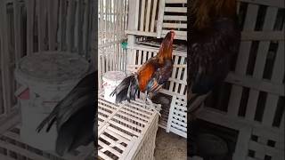 Ayam Mangon youtubeshorts viralvideo shorts chicken ayam ayamjago ayamjantan pecintaayam [upl. by Marcelia]