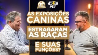 As Exposições caninas estragam as raças e suas funções  Cinofilia Digital [upl. by Halimaj]