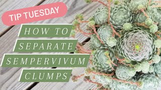 Tip Tuesday How to Separate Sempervivum Clumps [upl. by Etiam252]