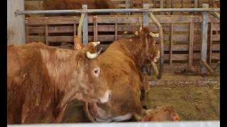 Systeme de logettes en vaches allaitantes  Chambre dagriculture de la Corrèze [upl. by Alegnave922]