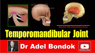 Temporomandibular Joint Dr Adel Bondok [upl. by Worden]