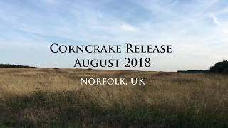 3 Conservation Corner  Corncrake release August 2018  Pensthorpe Conservation Trust [upl. by Seaddon]