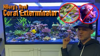 How to Kill Pest Corals for Good [upl. by Oinoitna]