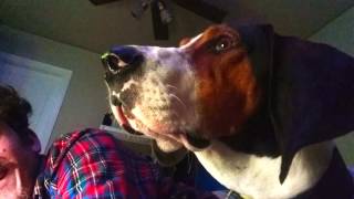 Jax quotBest of Personalityquot Compilation Treeing Walker Coonhound [upl. by Brass]